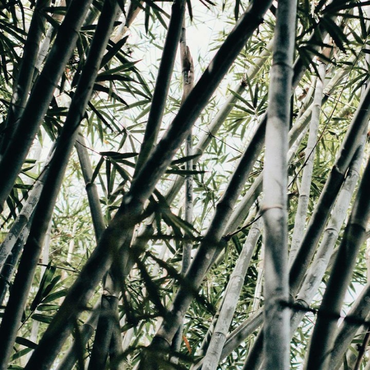 Bambu per fare la celluloide