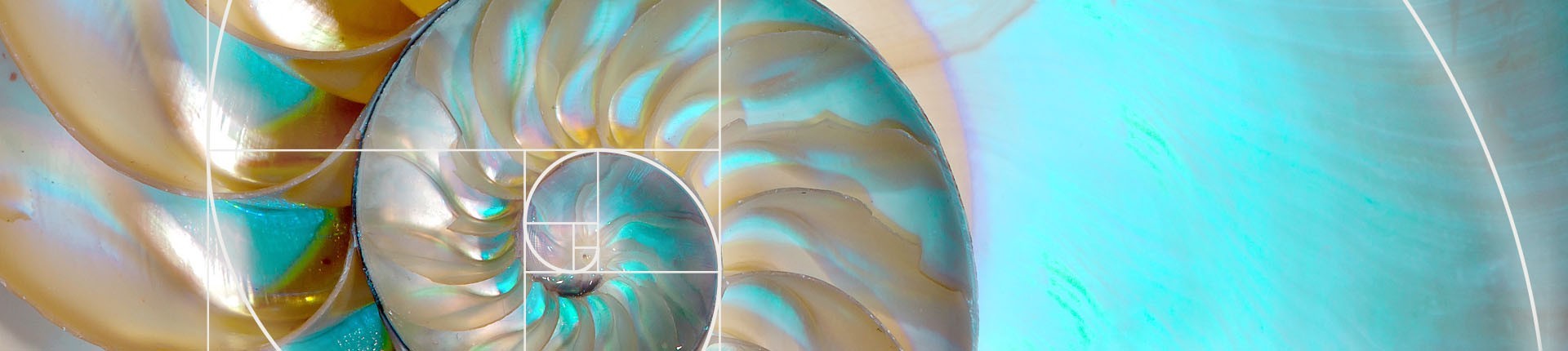 turquoise nautilus with fibonacci sequence superimposed in white